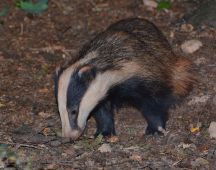 08 Suchen am Boden nach Wuermern, Insekten, Saeugern